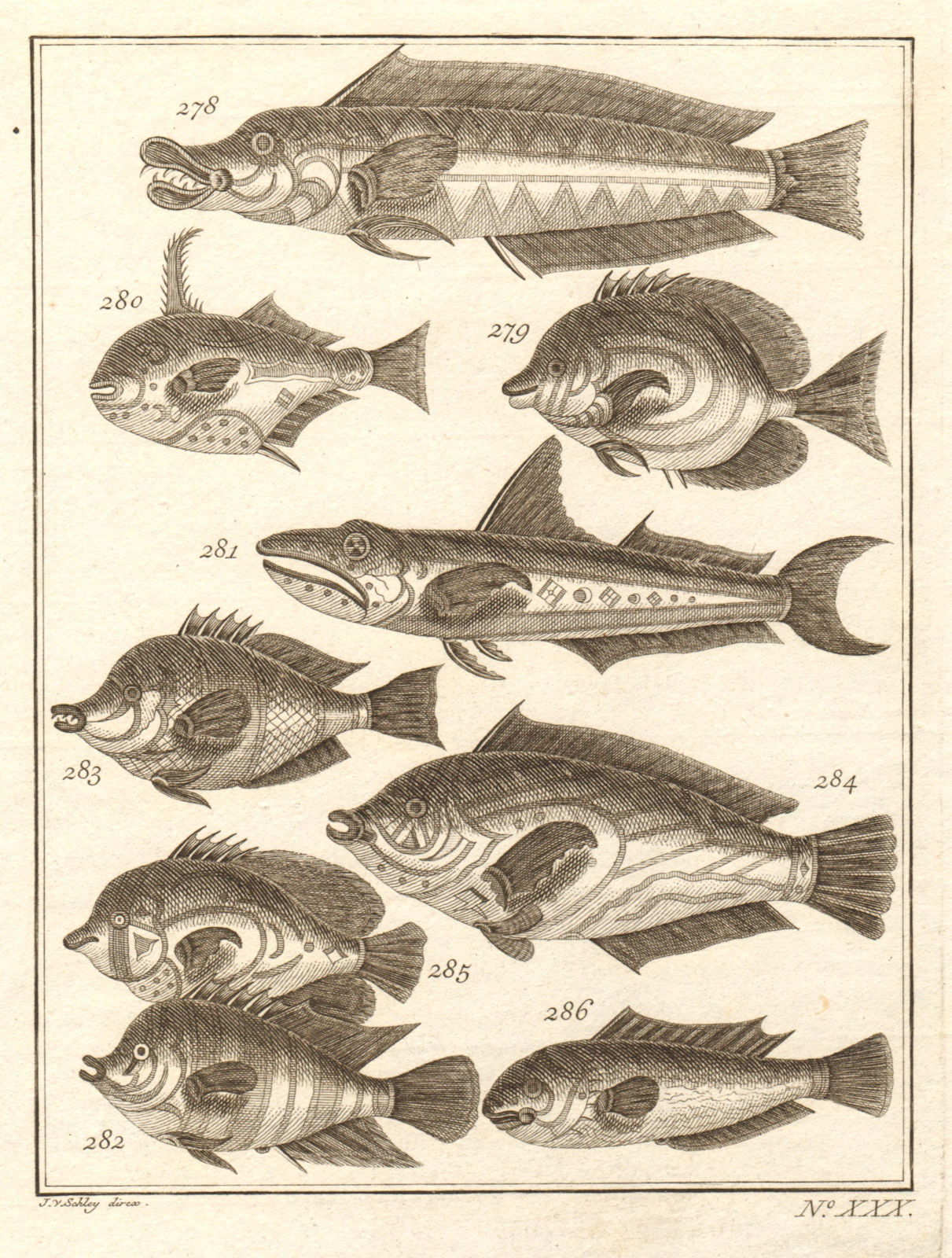 XXX. Poissons d'Ambione. Indonesia Moluccas Maluku tropical fish. SCHLEY 1763